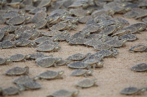 It's a Turtle Tsunami! Thousands of Endangered Giant South American ...