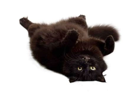 Black Cats & Halloween: Cat Myth-Teries Explained