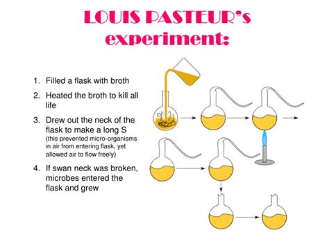 PPT - Francesco Redi’s Experiment Attempting to Disprove Spontaneous Generation PowerPoint ...