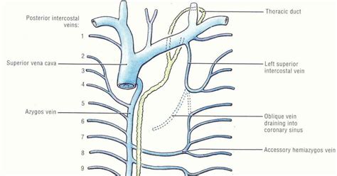 Pedi cardiology: Systemic Veins in the thorax & Thoracic duct