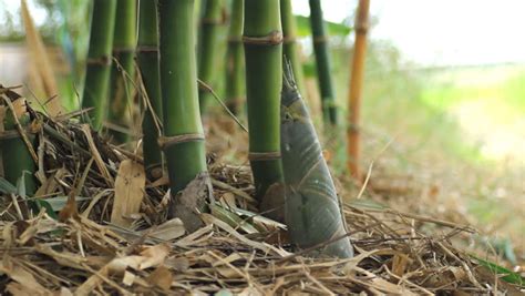 Man Harvesting Bamboo Shoot. Stock Footage Video 4198801 - Shutterstock