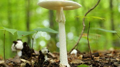 Death Angel (Amanita virosa): Identification, Look-Alikes, Synonyms