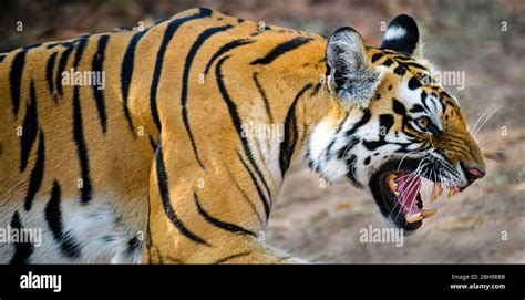 Side view of roaring Bengal tiger, India Stock Photo - Alamy