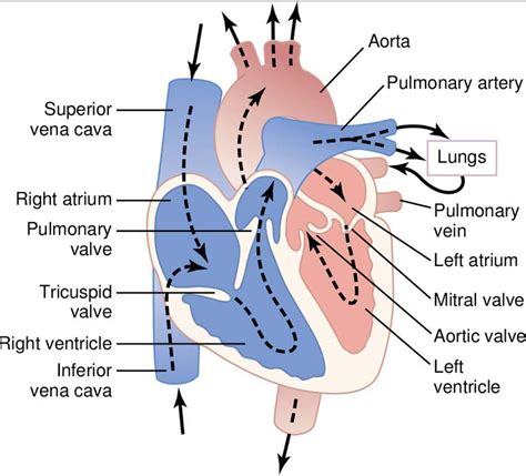 The Blood Circulation in Heart - Ishwaranand