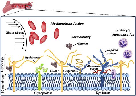 Frontiers | The Endothelial Glycocalyx as a Double-Edged Sword in Microvascular Homeostasis and ...