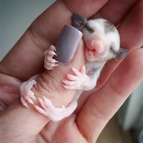 f lovely small and cute animals: Photos of Baby Animals