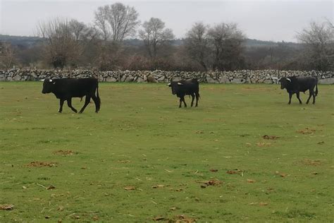 Bull Breeding Farm: Guided Half-Day Tour From Seville