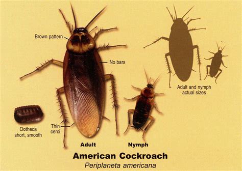 Roaches - 24hrs. 7 Days a Wk. Complete Pest Control Service