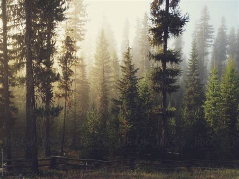 Sunrise Foggy Forest | Stocksy United