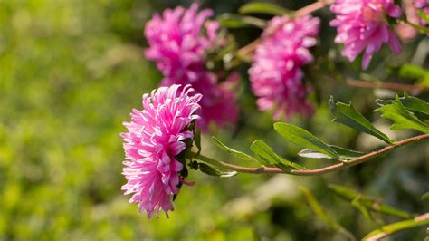 Download Pink Chrysanthemums 3840 X 2160 Wallpaper Wallpaper ...