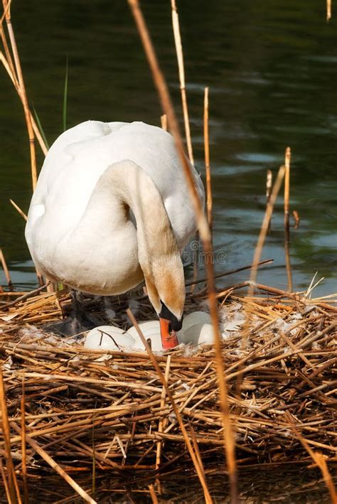 White Swan in the Nest with Eggs Stock Photo - Image of nest, brood: 90502252