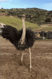 Running Ostrich Meme