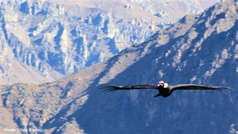 Best Time to See Condors in Colca Canyon