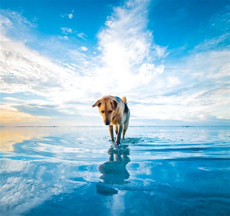 dog, Beach, Clouds, Sea, Animals, Mascot, Water, Blue, White, Nature Wallpapers HD / Desktop and ...