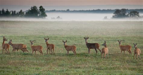 The Beautiful Nature Of Estonia - PRETEND Magazine