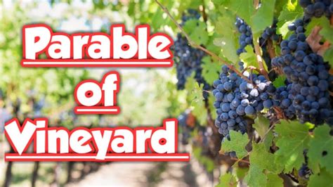 Parable of Vineyard | Bible Story | Sunday School Lesson | - YouTube