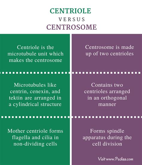 Difference Between Centriole and Centrosome – Pediaa.Com