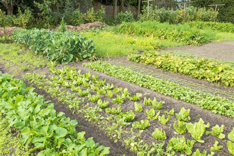 Crop Rotation – The Four Year Crop Rotation Plan