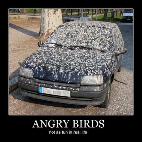 Funny Quote - Angry Birds + Car = Bird Poop Madness