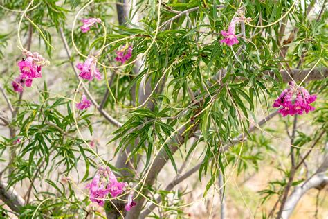 How to Grow and Care for Desert Willow