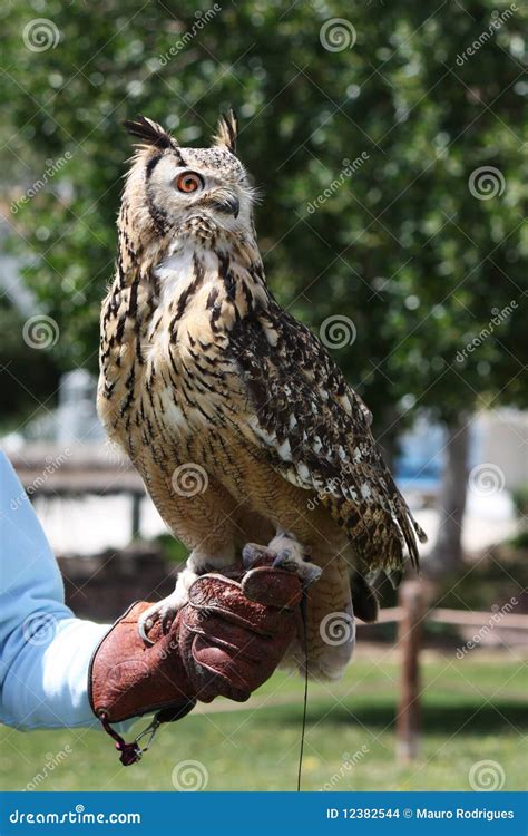 Rock Eagle-Owl stock photo. Image of head, closeup, prey - 12382544