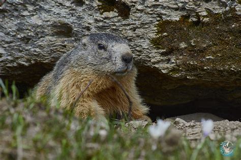 Alpine Marmot - Montagne et Nature