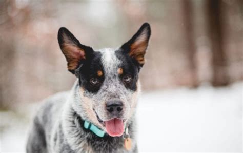 Blue Heeler or Australian Cattle Dog Breed Info