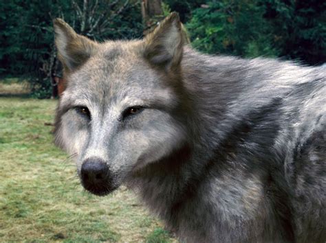 What the Wolves look like in wolf form - Jacob Black fan page, 100% ...