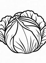 10 Cabbage Coloring Pages For Kids  ShadeMaze sketch template