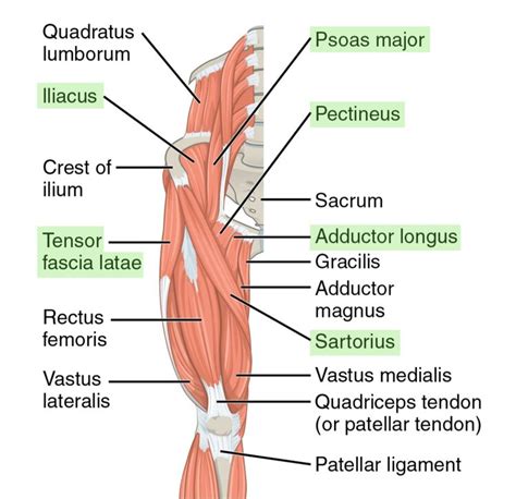 Hip Extensor Muscles