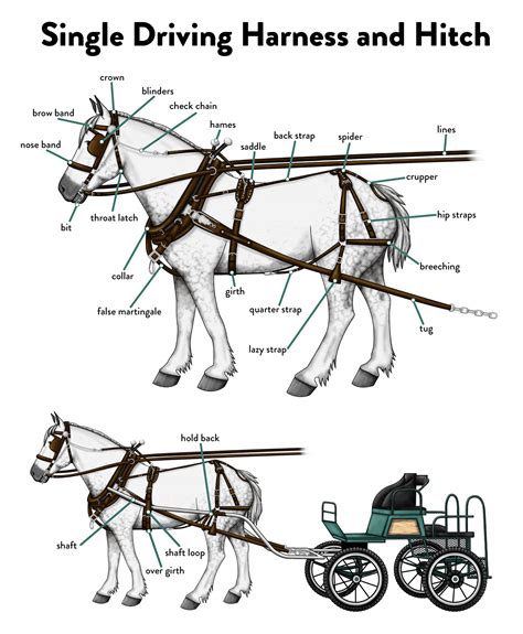 horse harness diagram parts - Wiring Diagram and Schematics