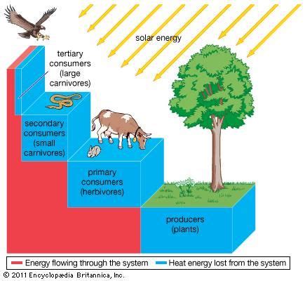 trophic pyramid | Definition & Examples | Britannica.com