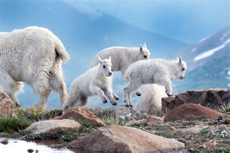 These baby mountain goats can be seen messing around and playfully jumping between the highland ...