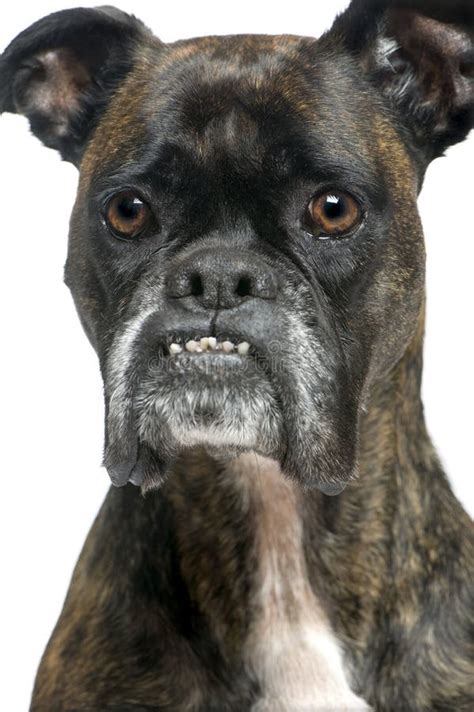 Boxer Dog With Teeth Out stock photo. Image of female - 17900588