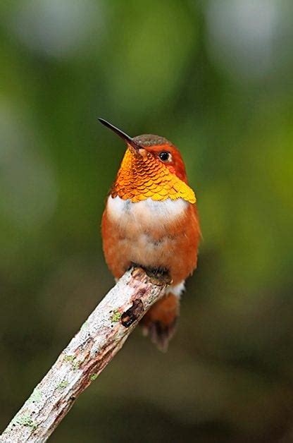 6 Bird Migration Patterns That Have Changed - Birds and Blooms