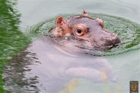 Meet the Dallas Zoo’s Cute New Baby Hippo on Saturday - D Magazine