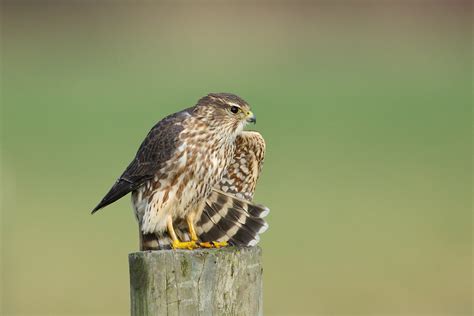 Merlin! | BirdNote