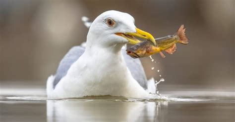 What Do Seagulls Eat? 25+ Foods That Seagulls Love - A-Z Animals