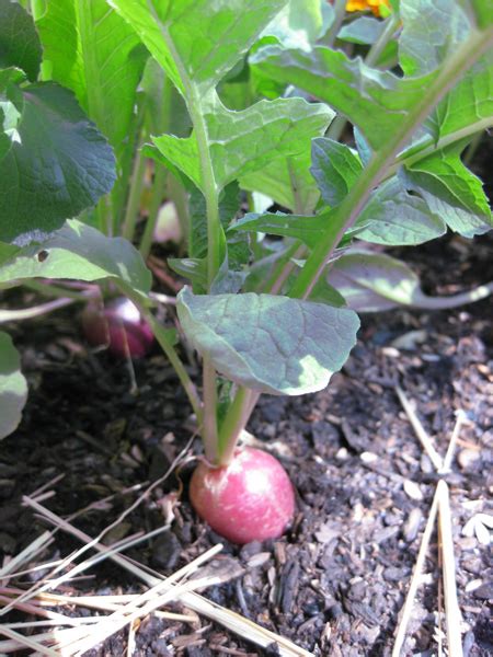 radish harvest | Living with trees.