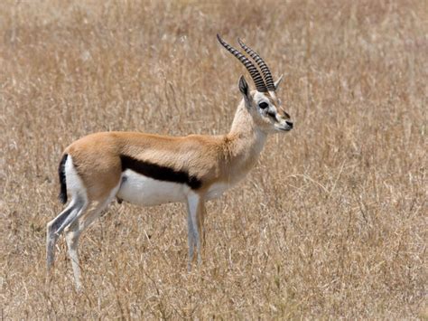 Thomson’s Gazelle - Natural History on the Net