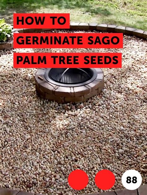 Learn How to Germinate Sago Palm Tree Seeds | How to guides, tips and tricks | Flower beds, Tree ...