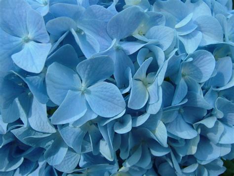 Hydrangea Wallpapers - Wallpaper Cave