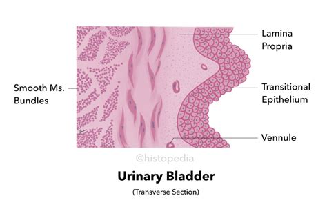 Simplified Histology diagram of Urinary Bladder (Cross-sectional View) | Bladder, Basement ...