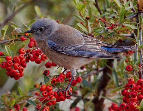 Western Bluebird | San Diego Bird Spot