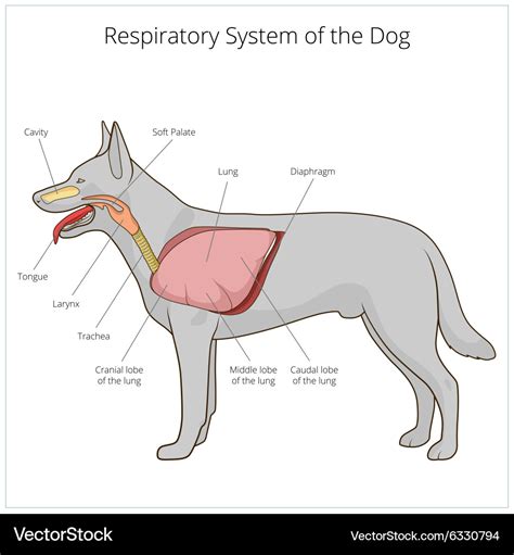 Canine Infectious Respiratory Disease Complex and Kennel Cough – East Goshen Veterinary Center Blog