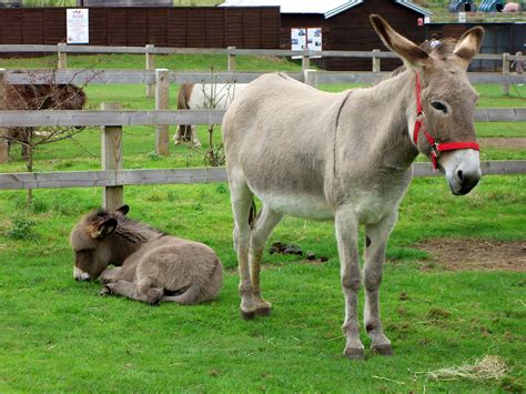 File:Donkeys at farm sanctuary.jpg - Wikimedia Commons