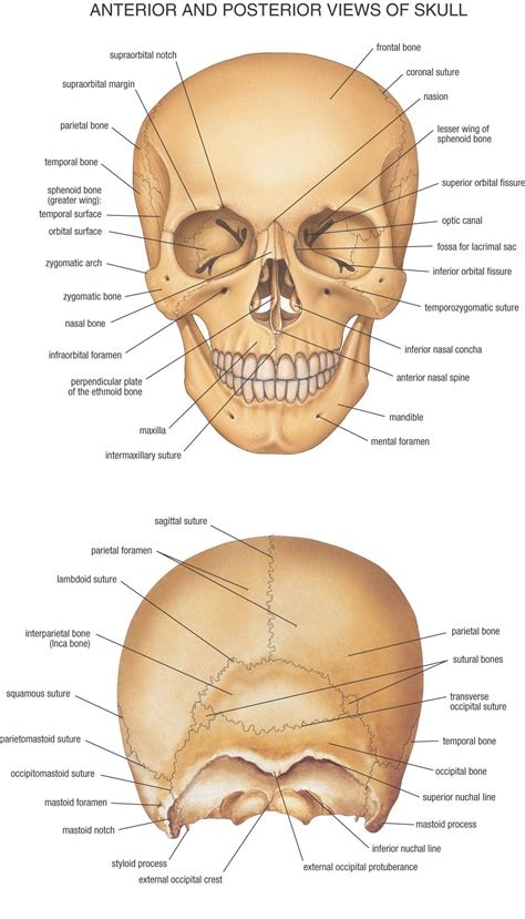 Anterior and Posterior View of Skull | Skull anatomy, Human skull anatomy, Anatomy bones