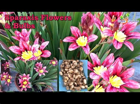 How to grow Sparaxis Bulb | Harvest Sparaxis bulbs | Grow and care of Sparaxis bulbs with ...