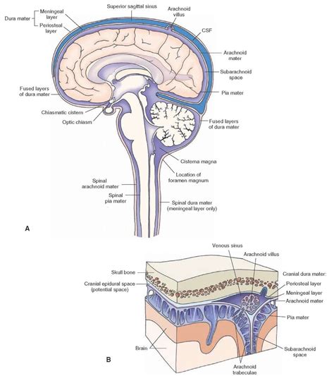 The coverings of the brain and spinal cord. (A) The brain and spinal cord are covered with ...