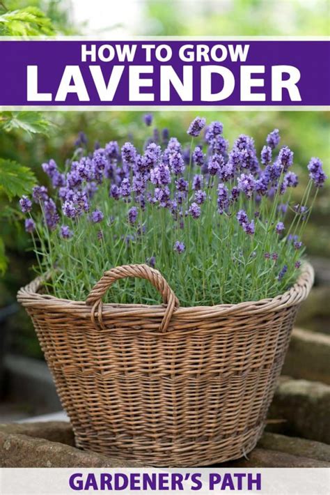 How to Plant and Grow Lavender | Gardener’s Path